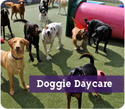 Doggie Daycare
