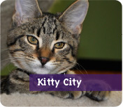 Kitty City