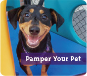 Pamer Your Pet